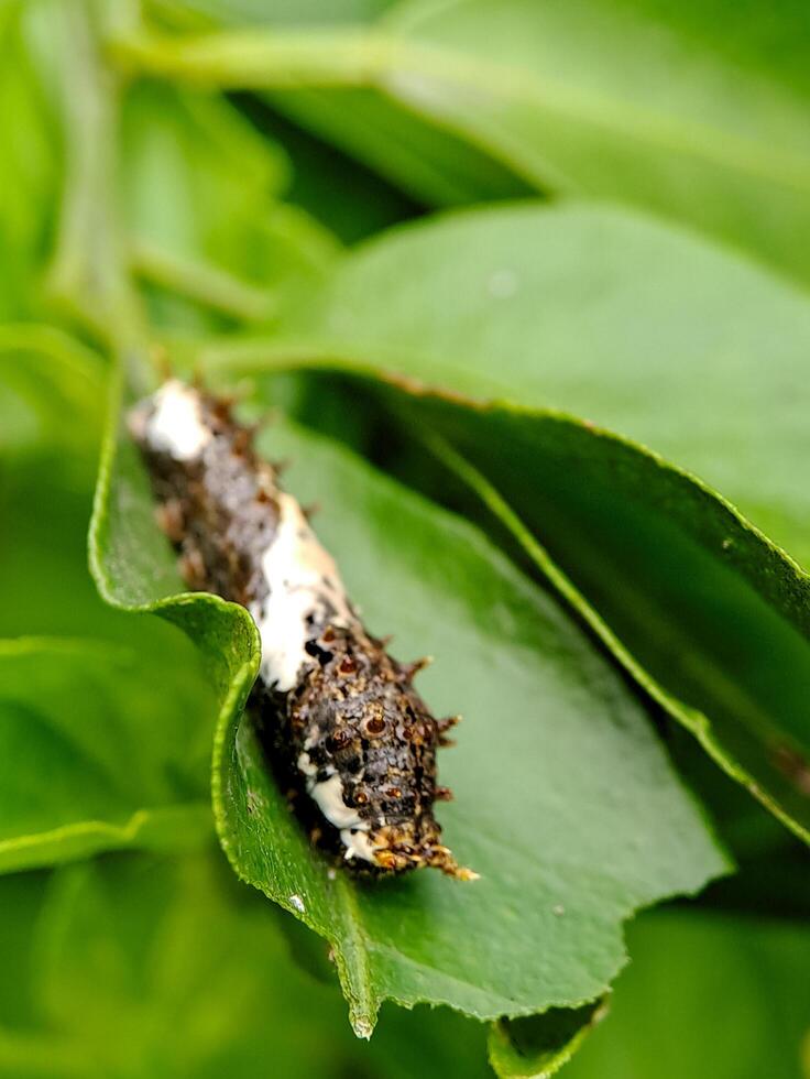 A caterpillar on a leaf with white spots photo