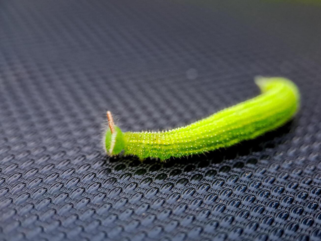 A green cater worm on a black surface photo