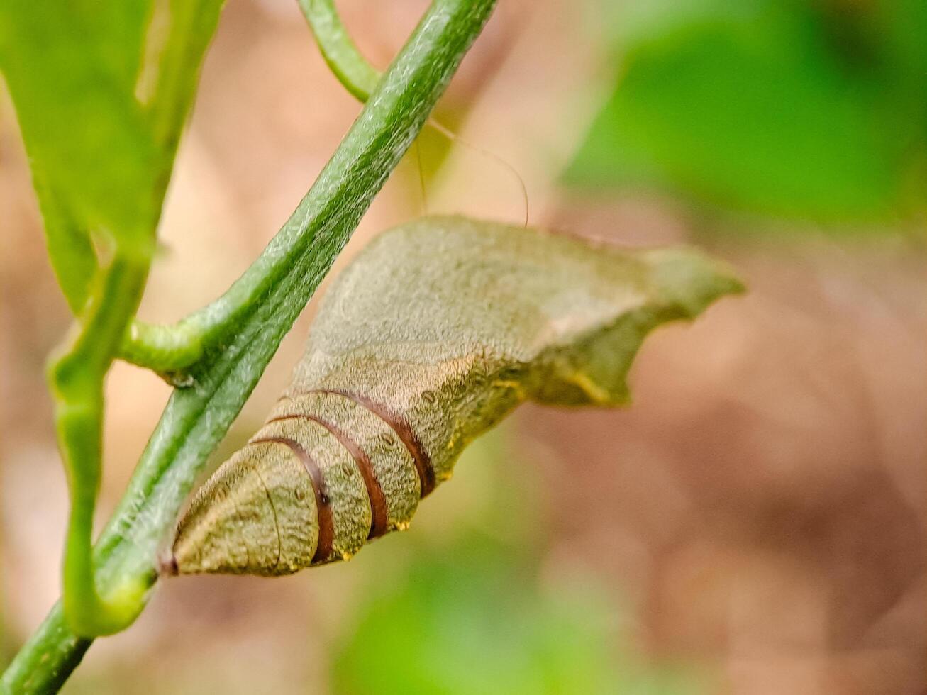 A caterpillar is emerging from the chrysalis photo