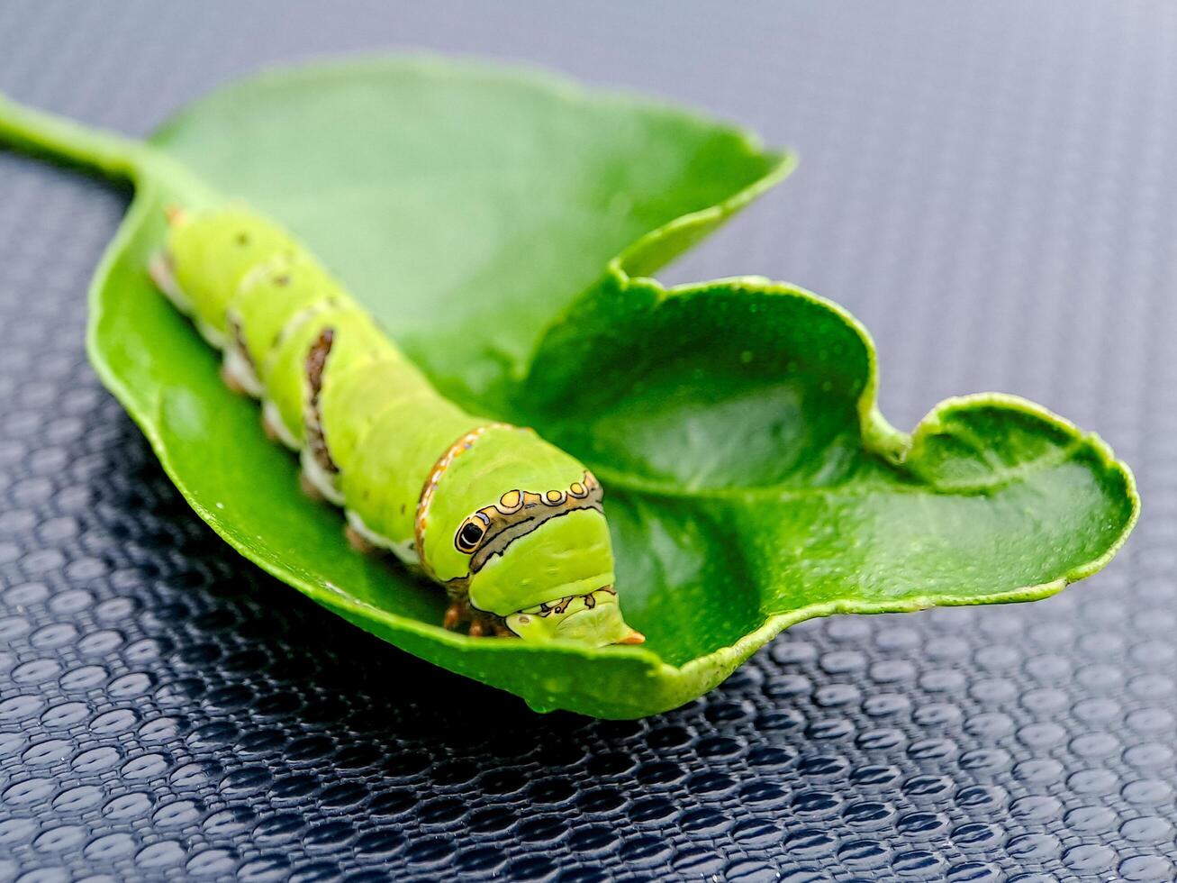 A caterpillar on a leaf with green leaves photo