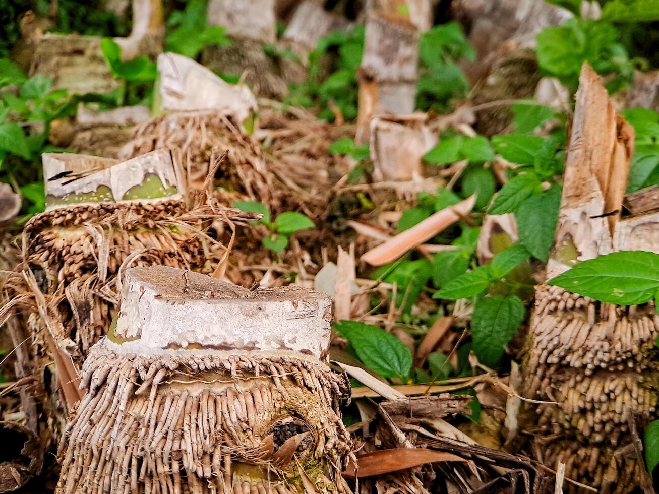 A pile of dead trees with leaves and grass photo