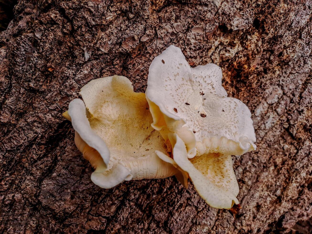 Two white mushrooms on a tree photo