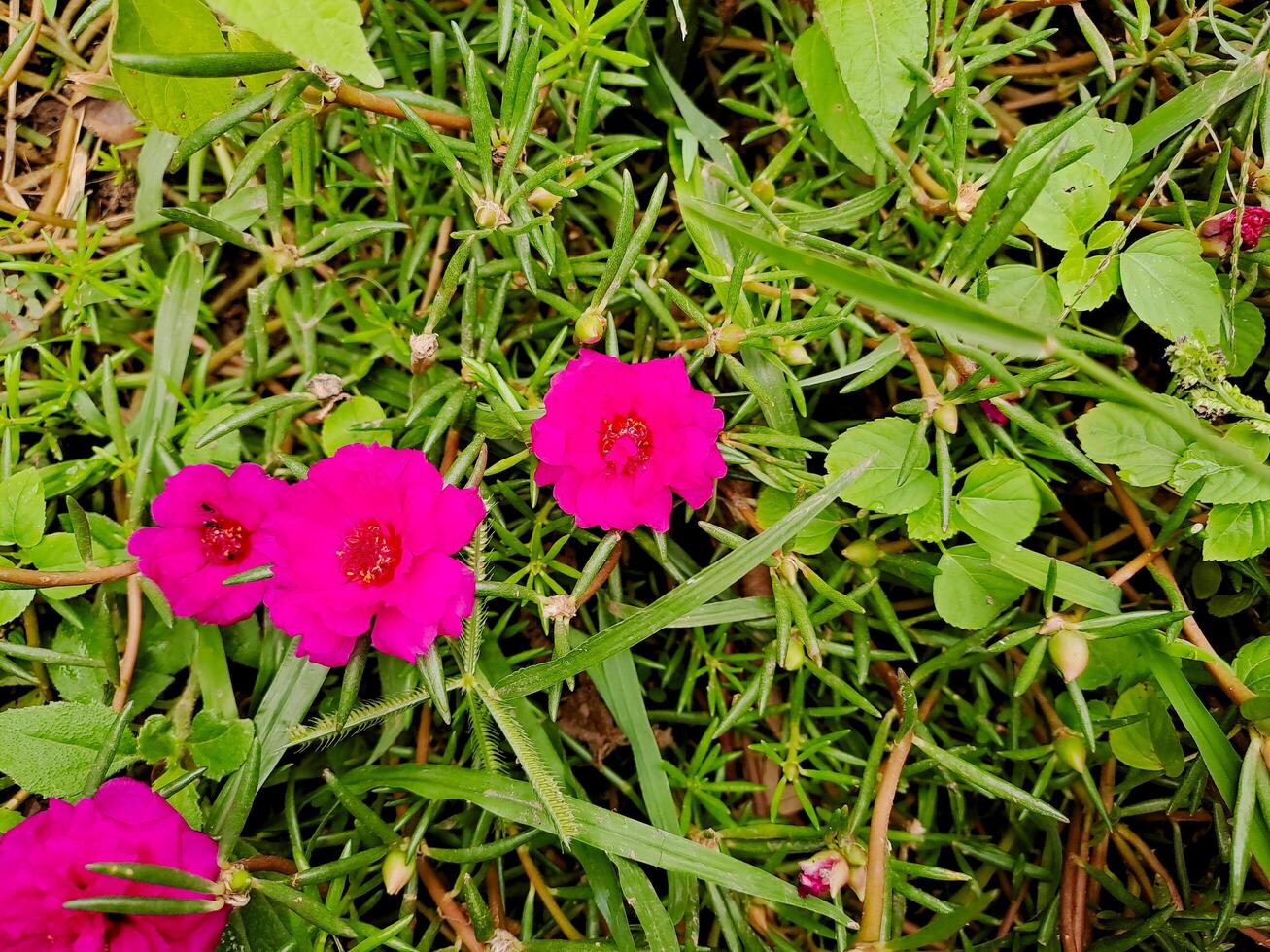 A close up of some pink flowers in the grass photo