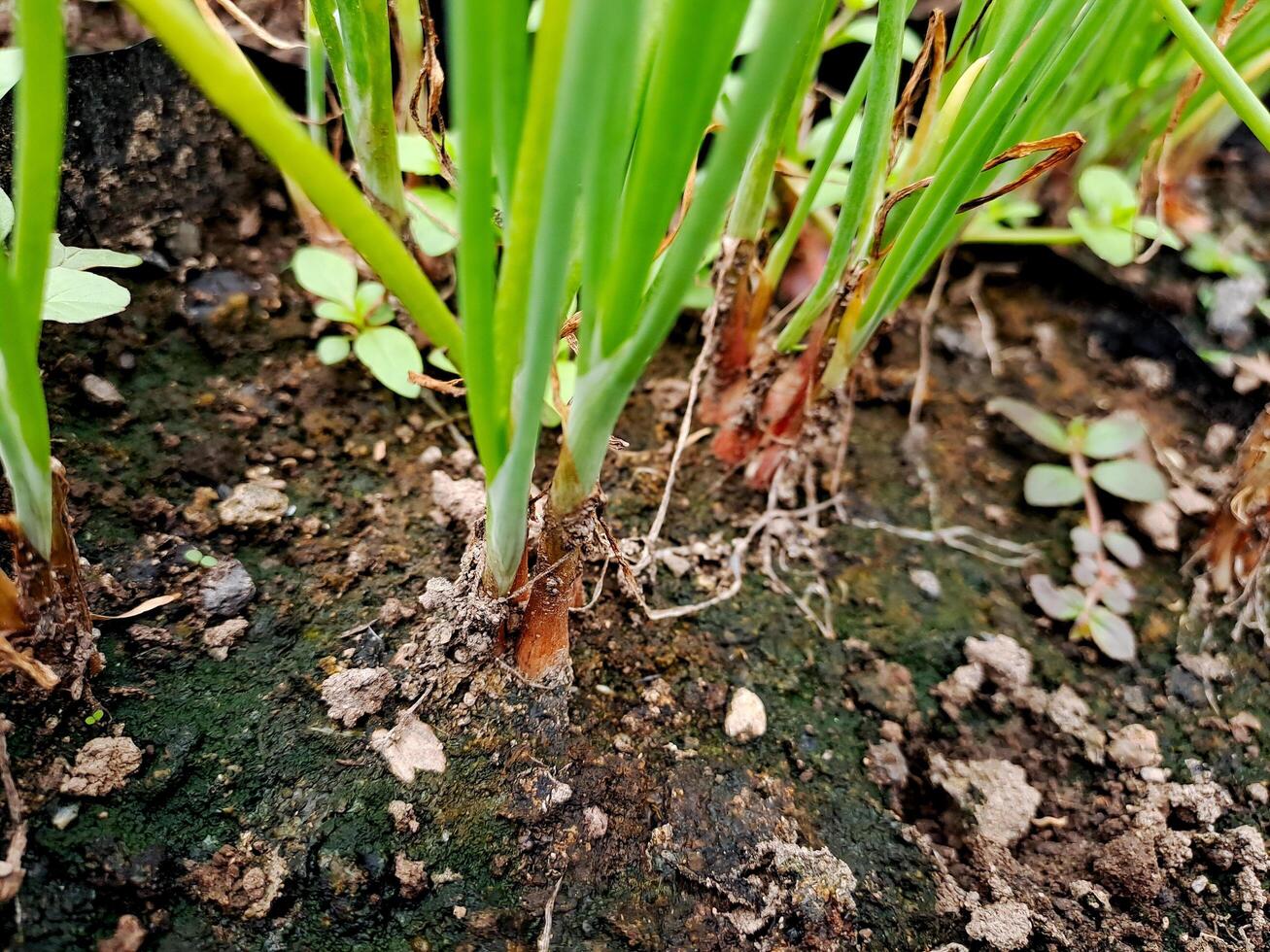 A close up of some plants growing in the dirt photo
