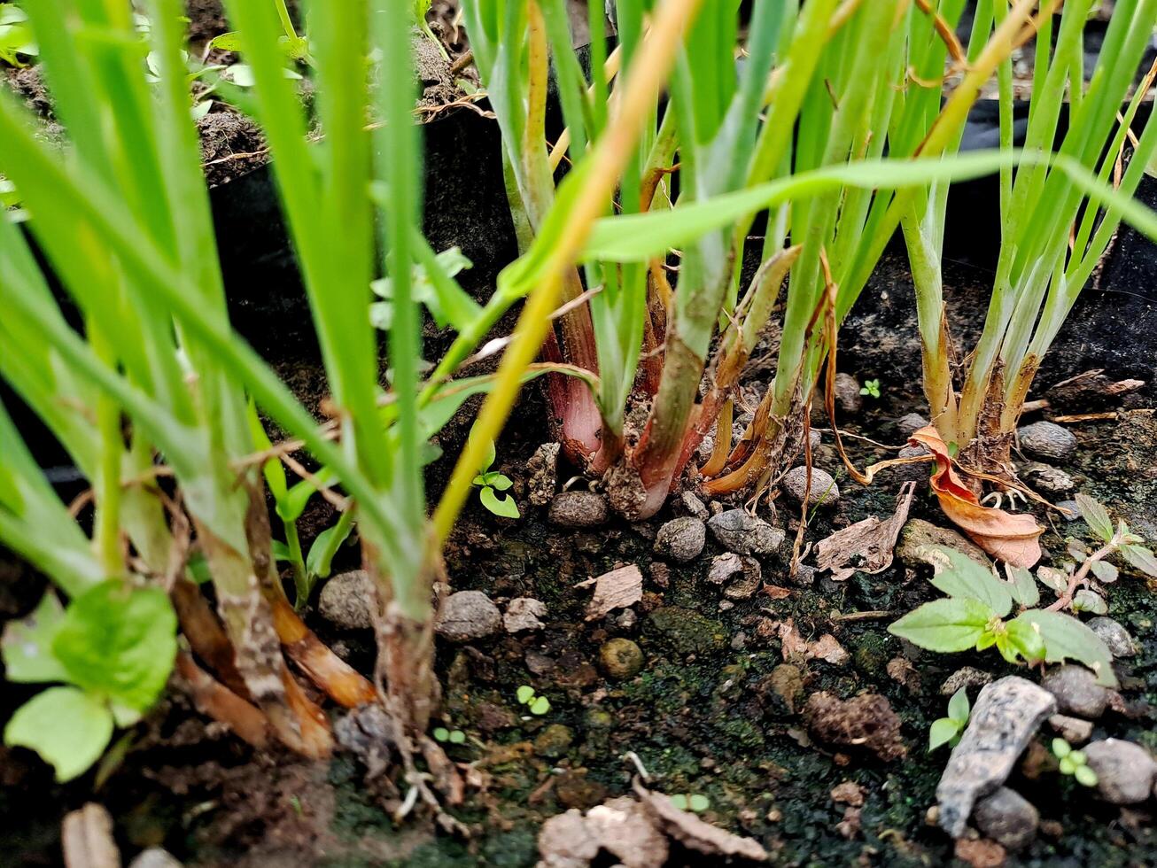 A close up of some plants in a garden photo