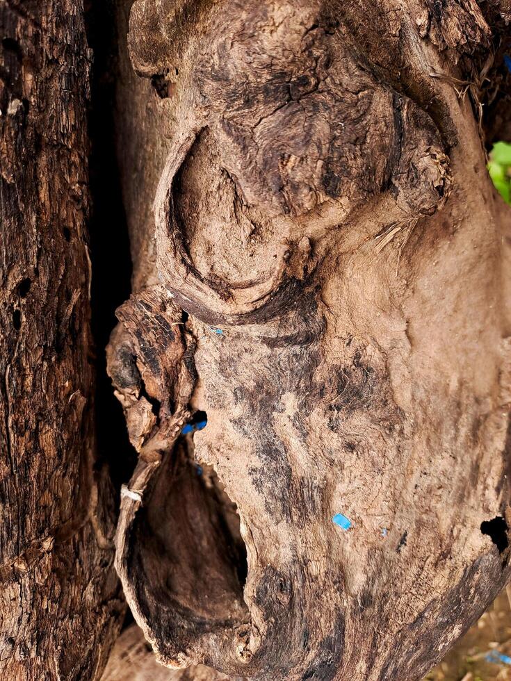 A close up of a tree trunk with a face on it photo