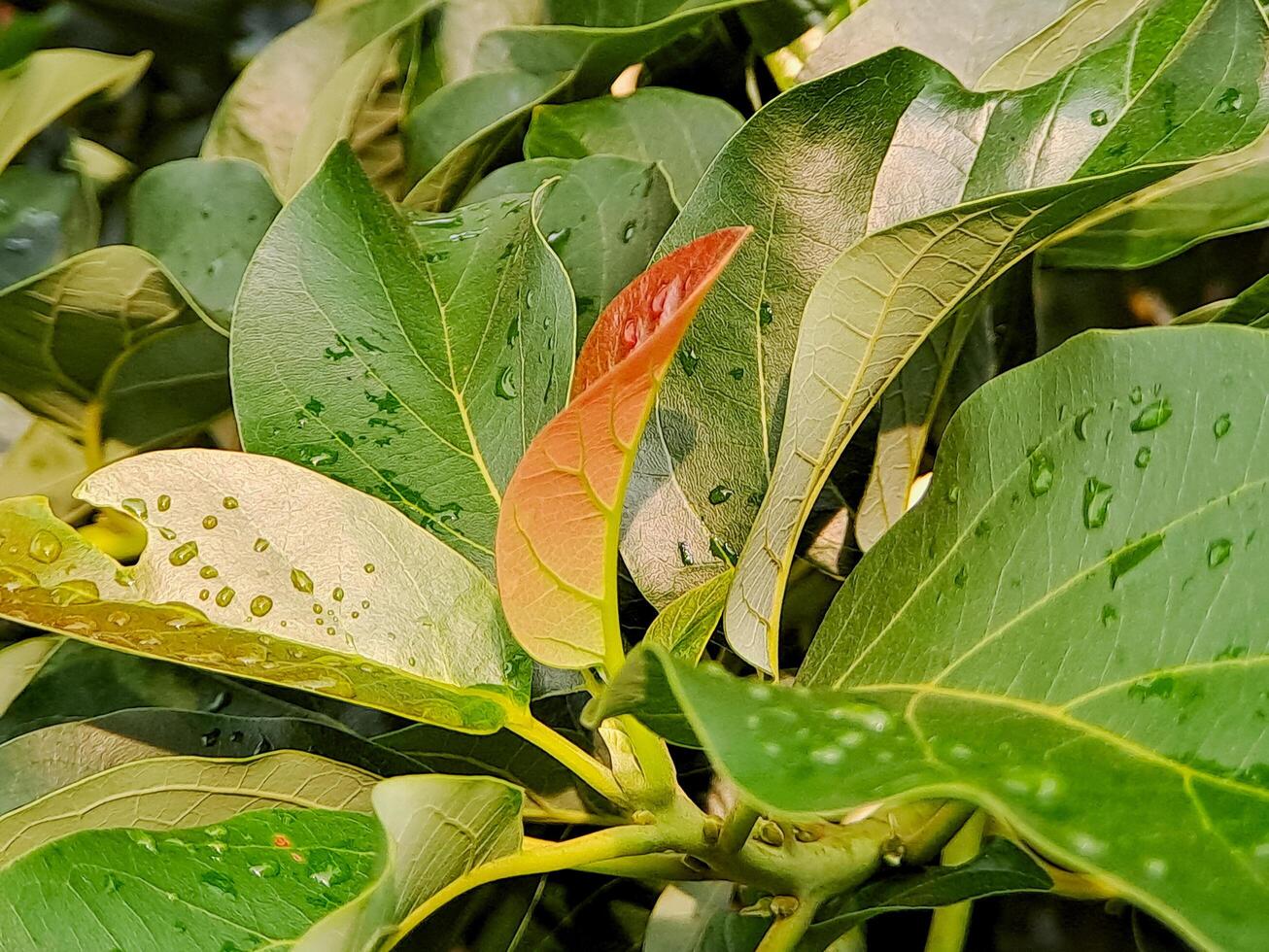 A close up of a plant with water droplets on it photo