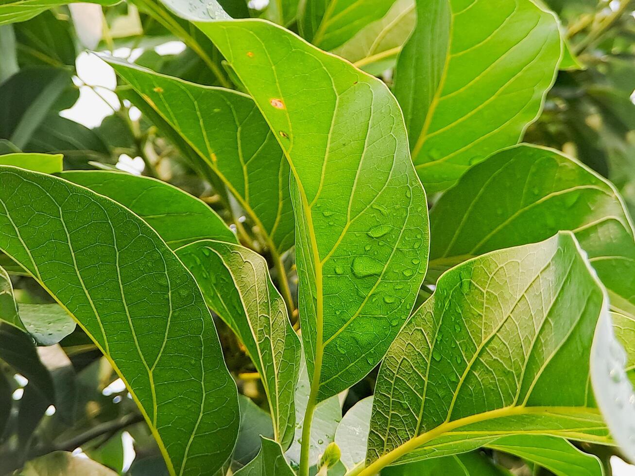 vibrant green avocado leaves with dewdrops, showcasing the beauty of fresh foliage and the magic of a morning dew. Perfect for nature botanical photo