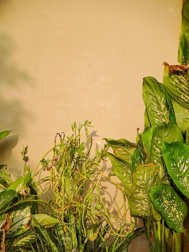 Abstract composition of vibrant green leaves casting shadows on a warm beige wall, creating a dynamic interplay of light and shadow. photo