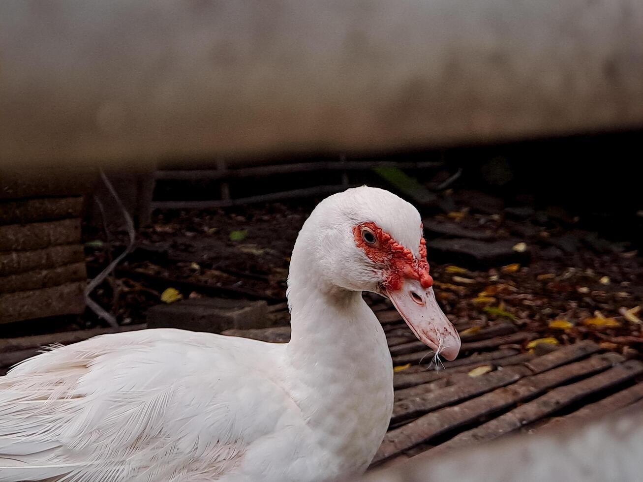 A white duck with red beak photo