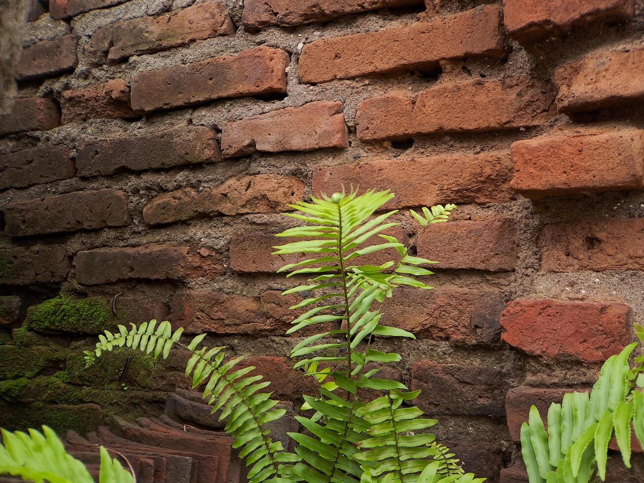 A vibrant green fern sprouts from a weathered brick wall, showcasing the resilience of nature and the beauty of unexpected growth photo