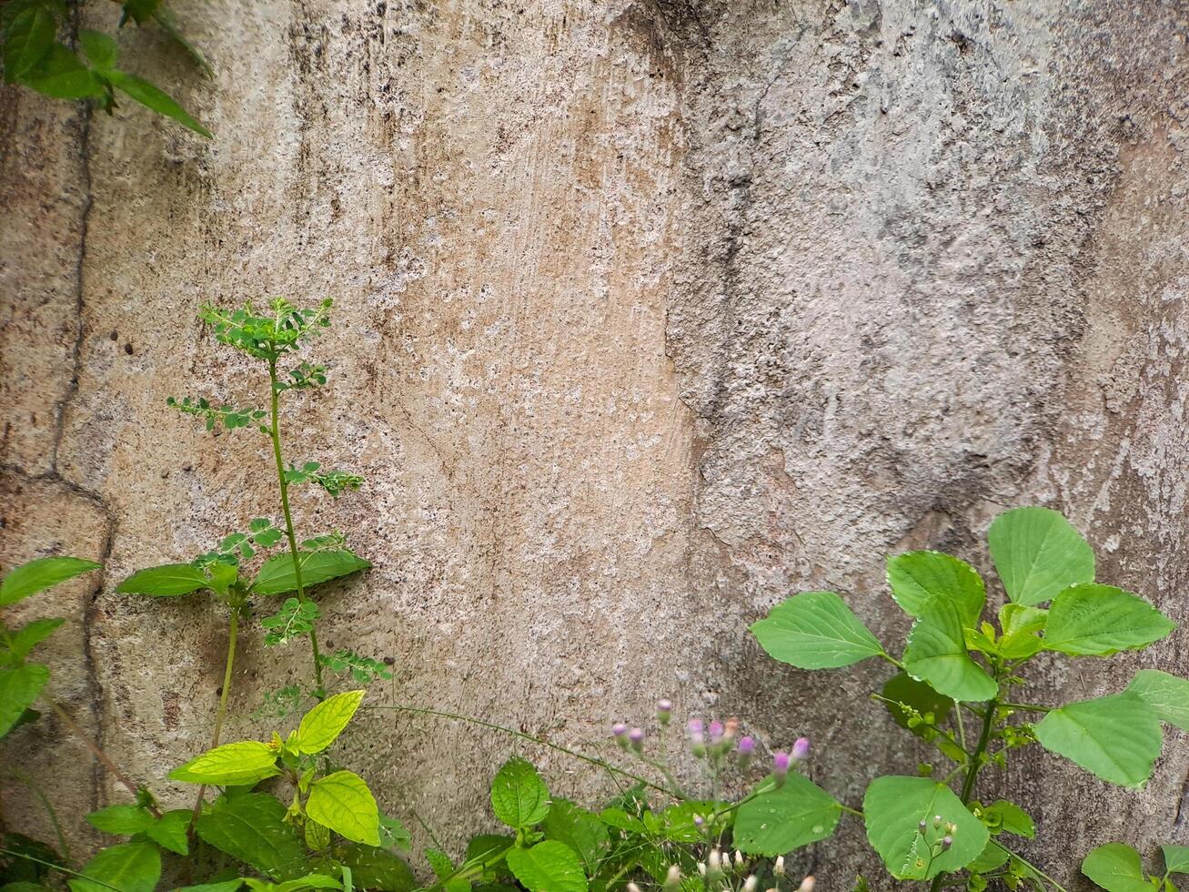 Abstract texture of a weathered concrete wall with lush green vines growing over it. Perfect for nature inspired designs, architectural photo