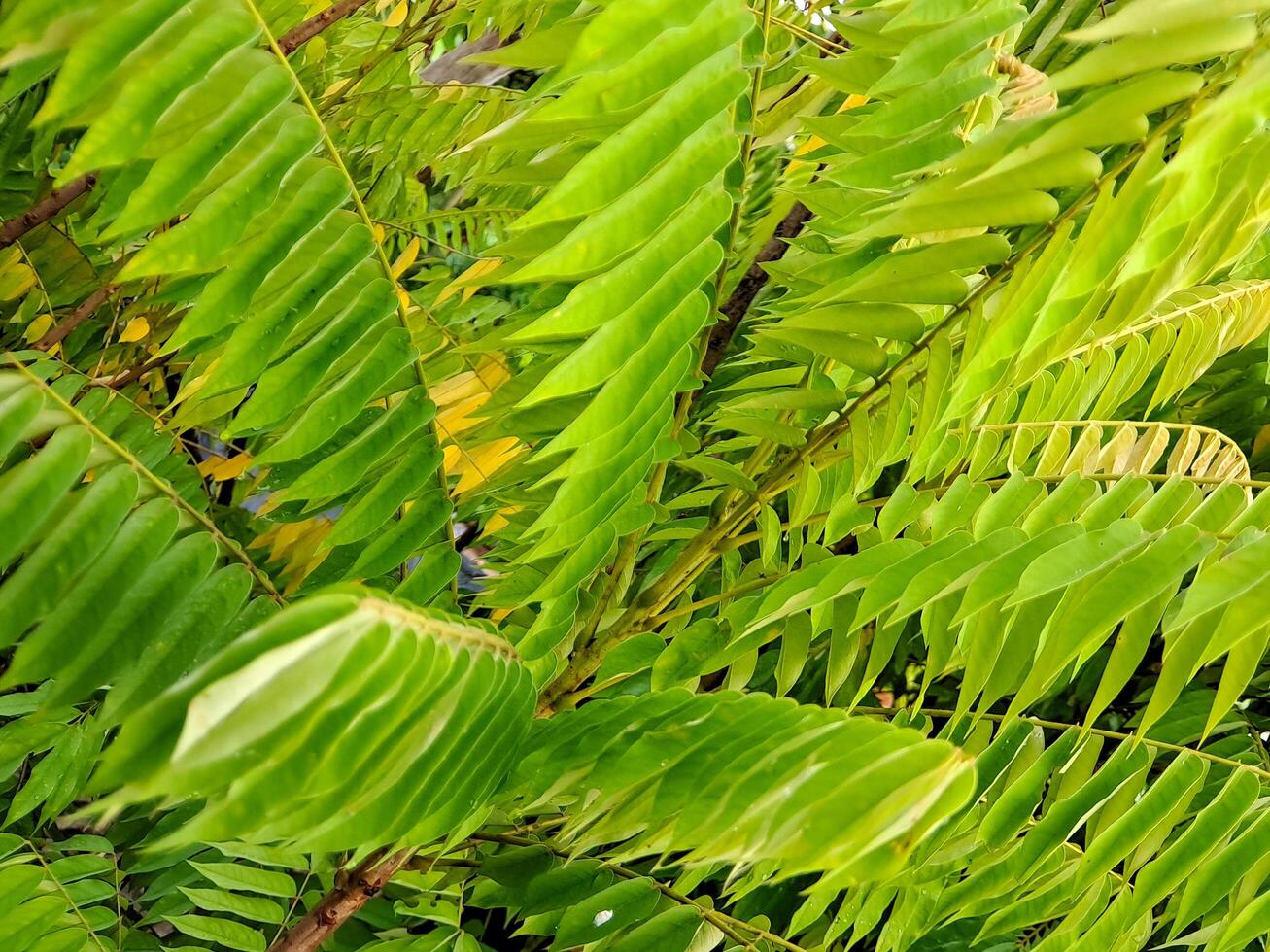lush green starfruit leaves, showcasing their intricate feathery texture and vibrant color. Perfect for botanical illustrations, nature photo