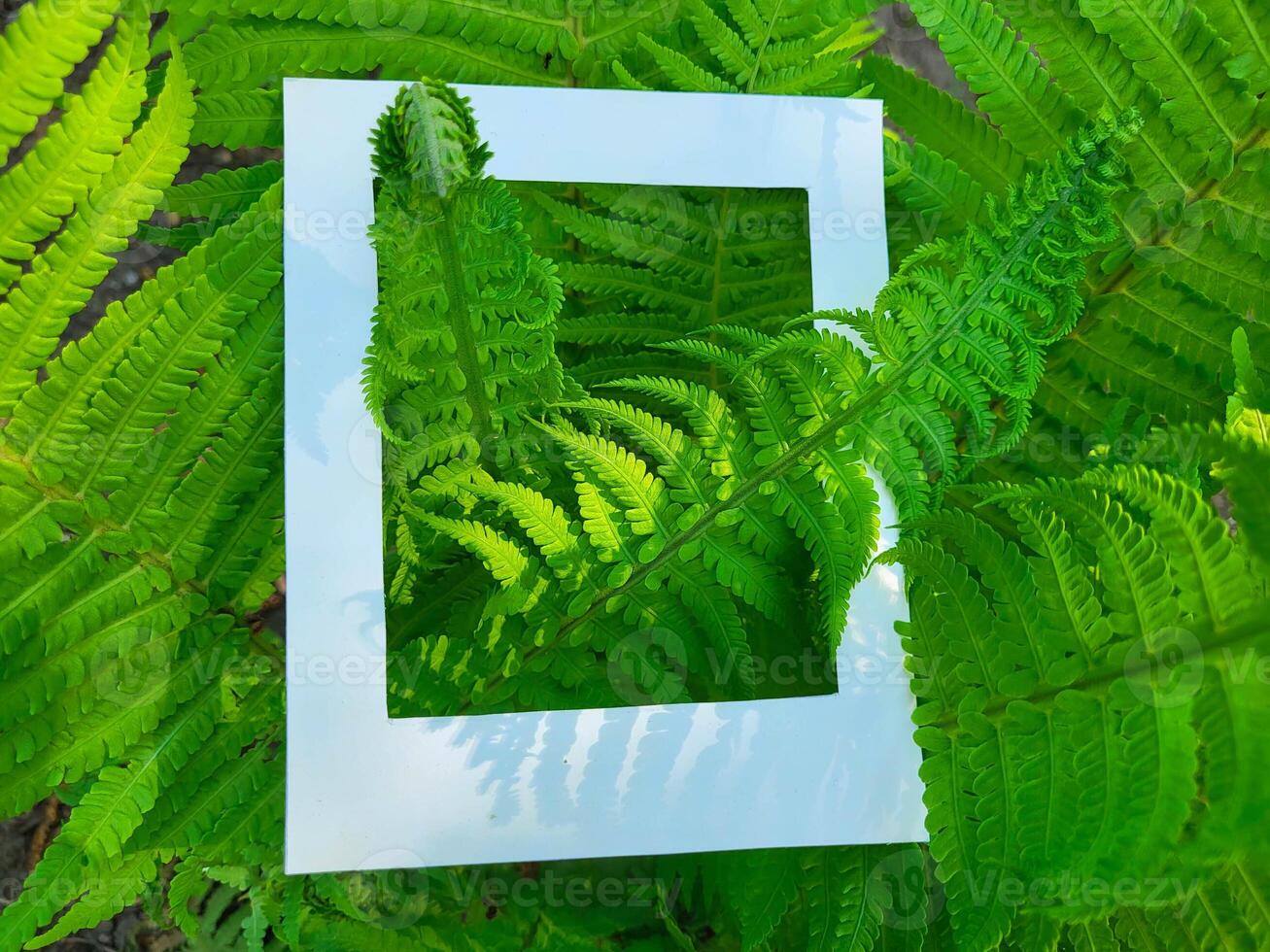 Fresh green fern branches and a cardboard white photo frame. Flat surface, top view.