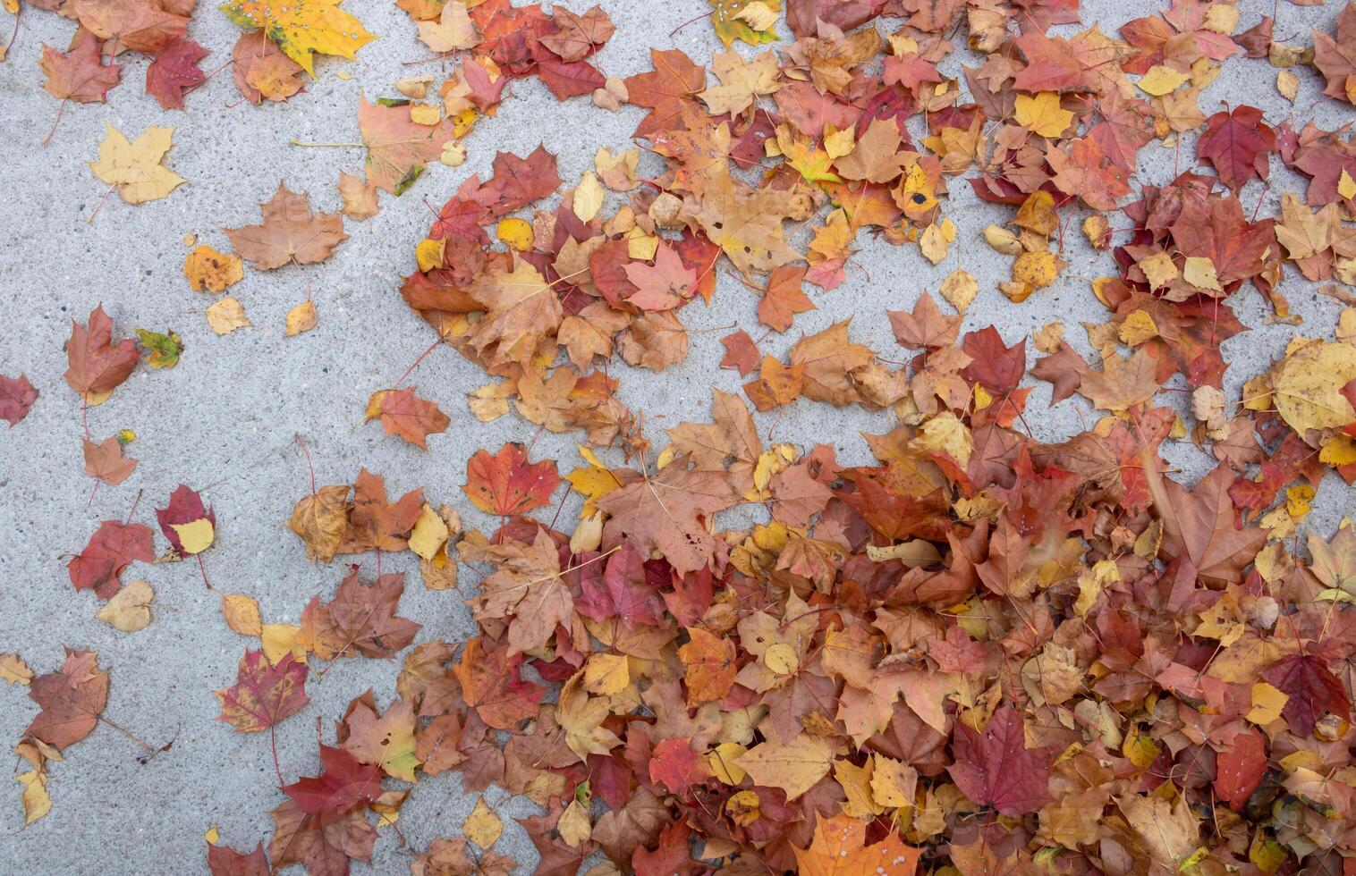 Beautiful frame made of autumn maple and oak leaves photo