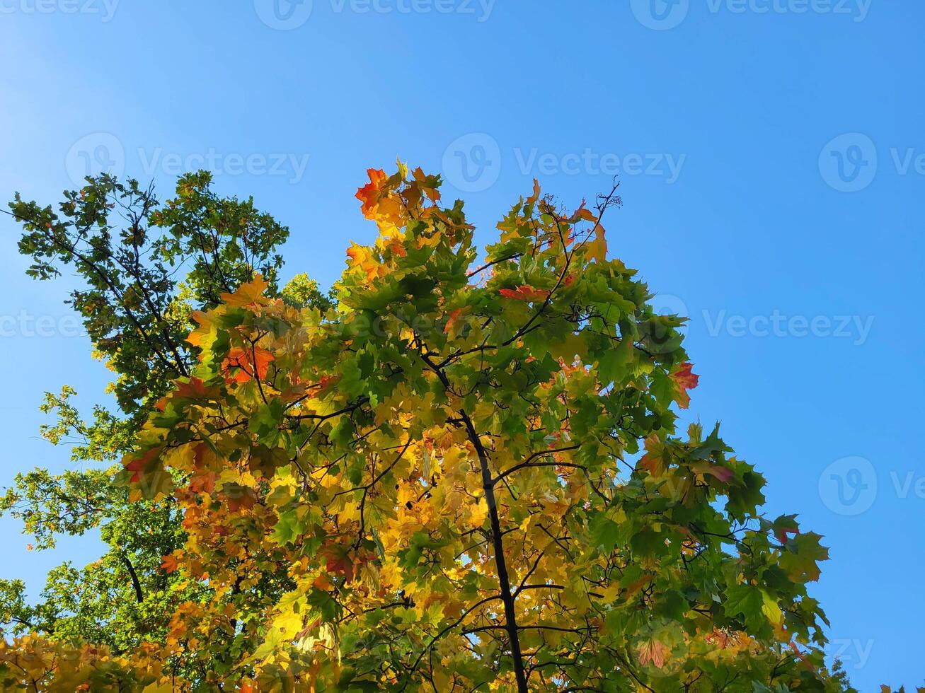 The crown of an autumn maple on a blue sky background on a bright autumn sunny day photo