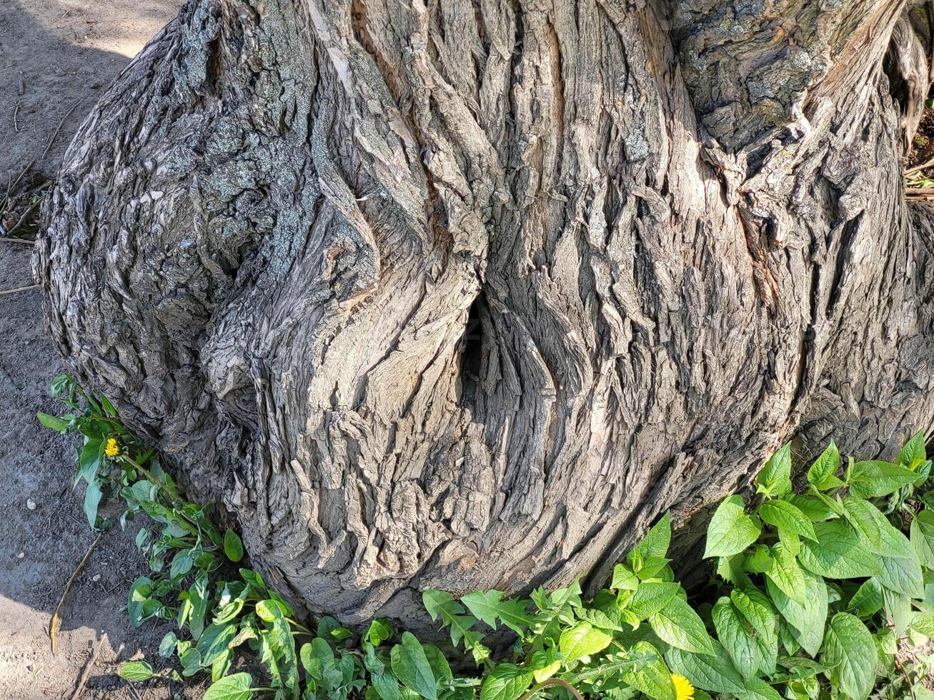 Grey textured trunk of an old tree with a hollow at the bottom on a bright spring day. photo