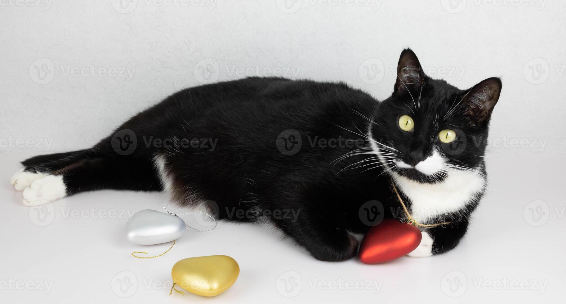 There is a lazy curious black and white cat with a red toy heart around its neck. The concept of love, Valentine's Day, March 8th photo