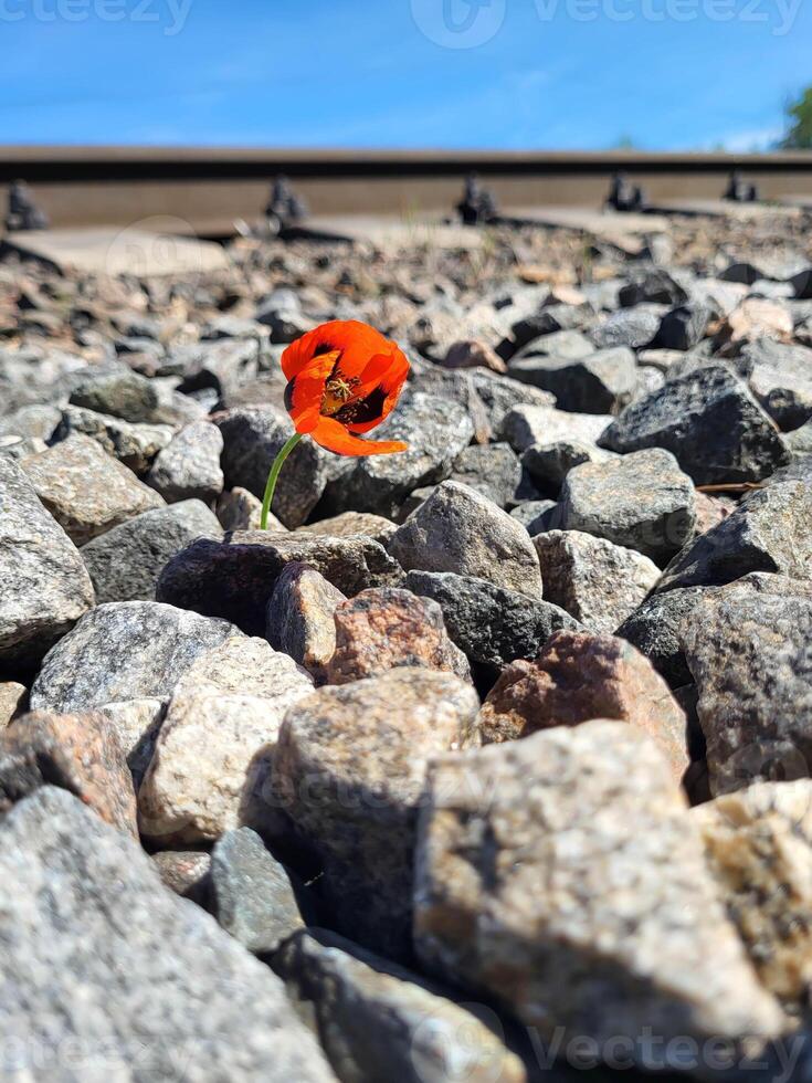 On a sunny bright day, a red poppy flower bloomed on the rocks near the railway. photo
