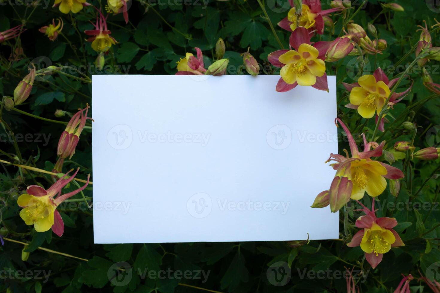 Aquilegia flowers coral yellow star, a sheet of white paper, place your text on it. photo