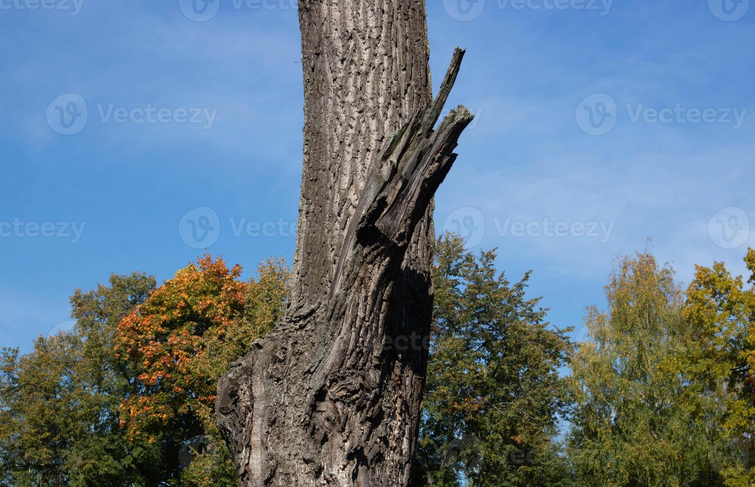 A tree trunk with a broken withered branch against the blue sky on a clear sunny day in the park. photo