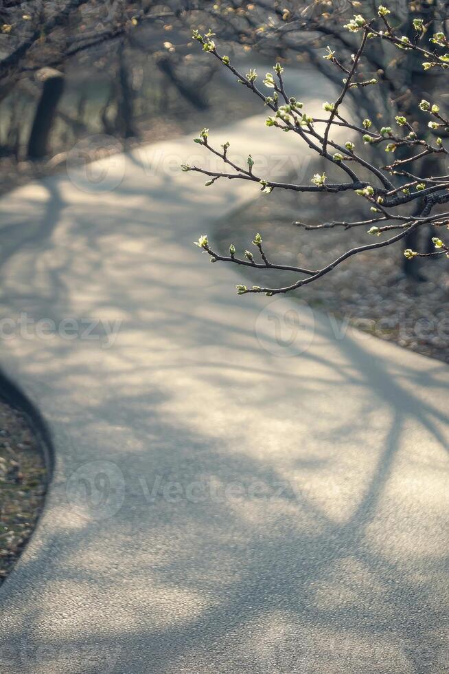 Spring Branch Over Path Shadow Display photo