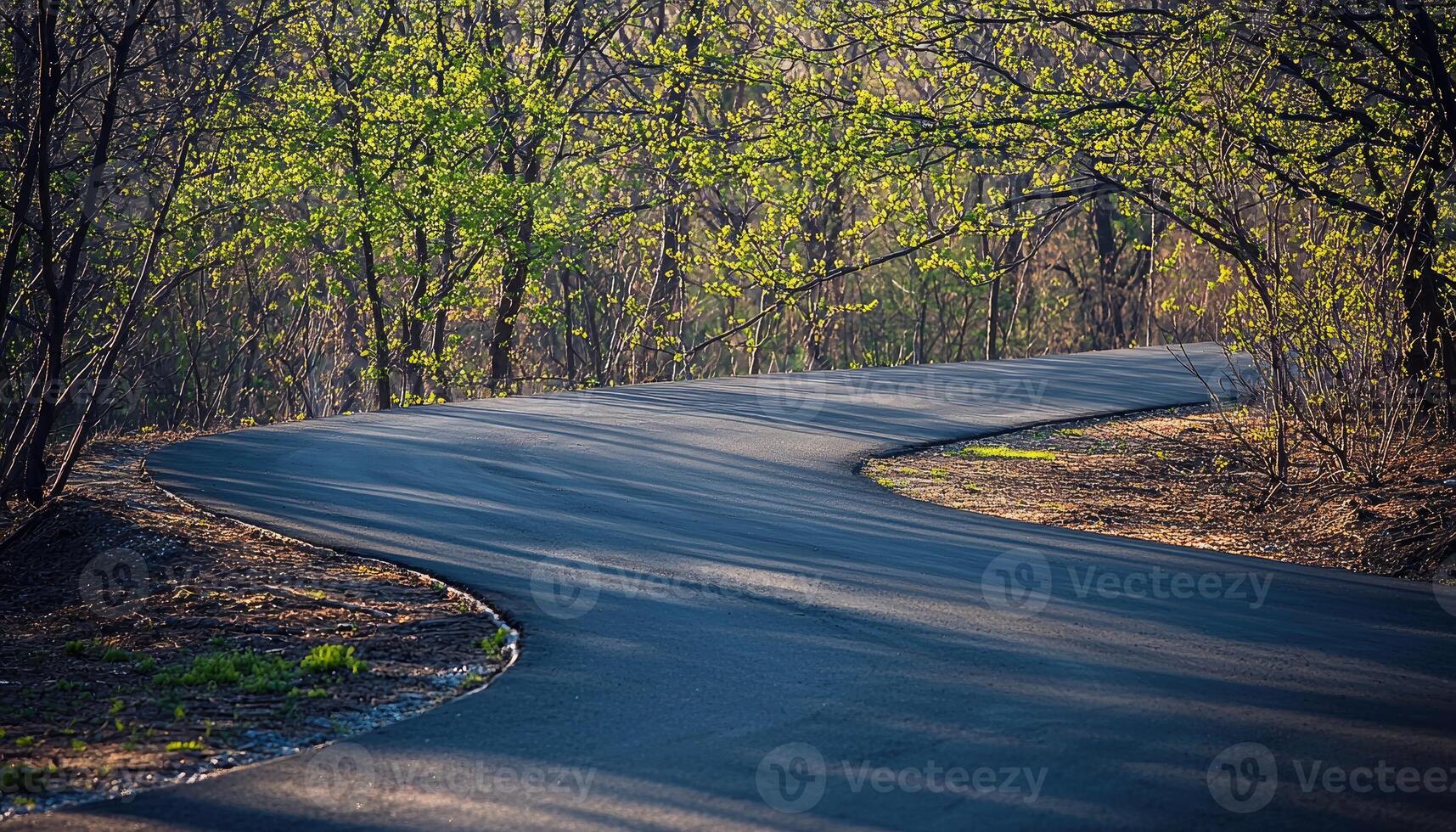 Winding Road Through Springtime Forest Canopy photo