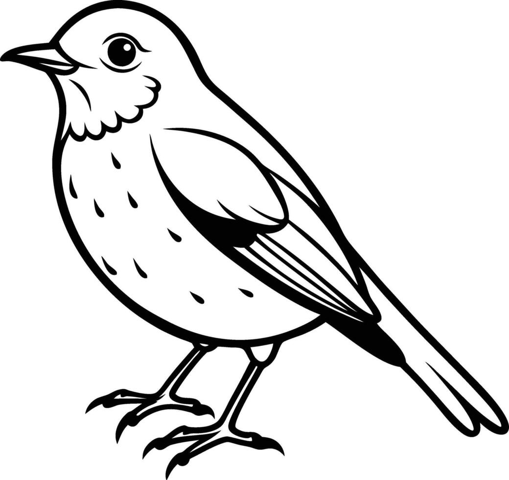 A round bodied robin perched with a tilted head. vector