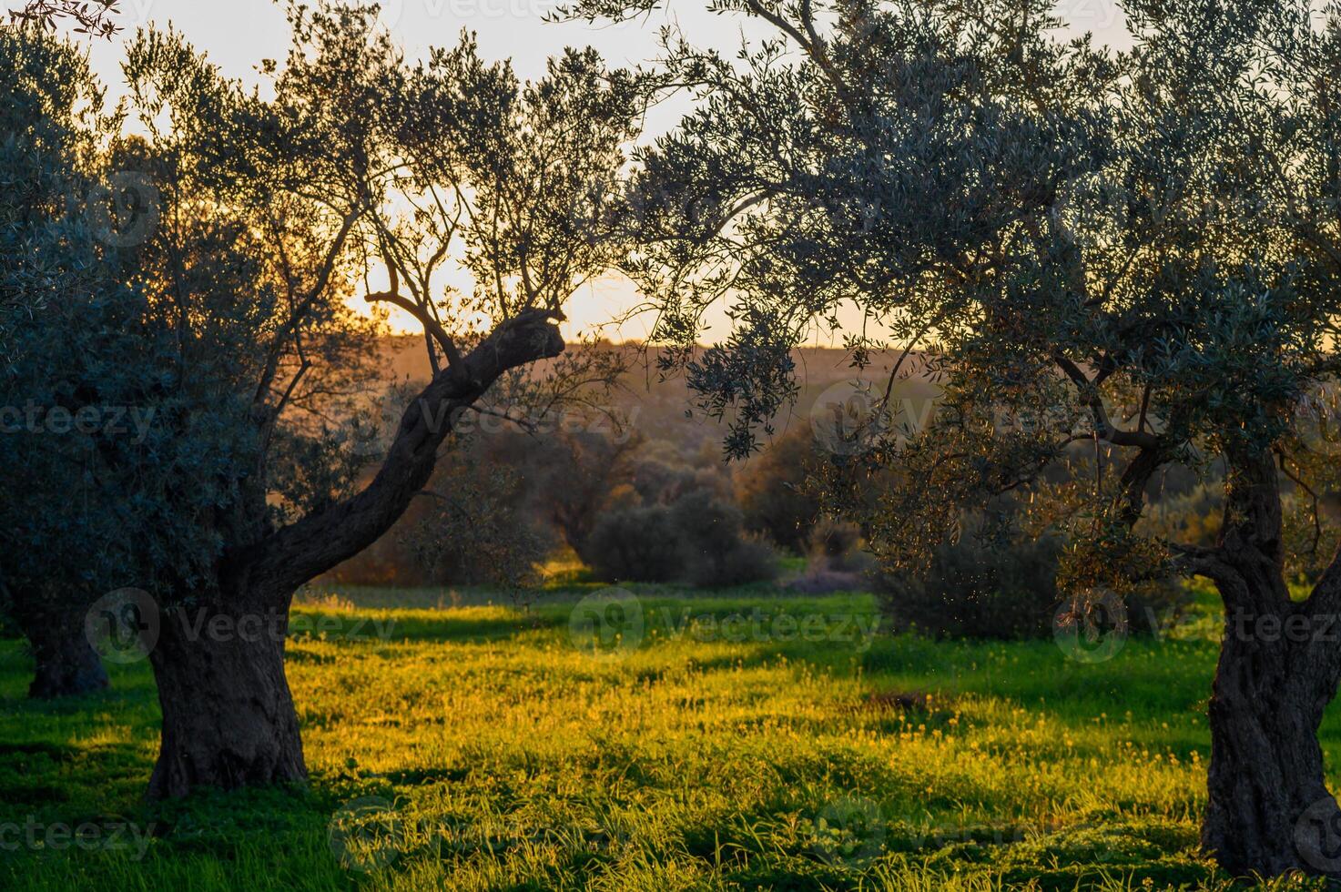 Sunlight filters through olive trees in a serene countryside landscape at dusk photo