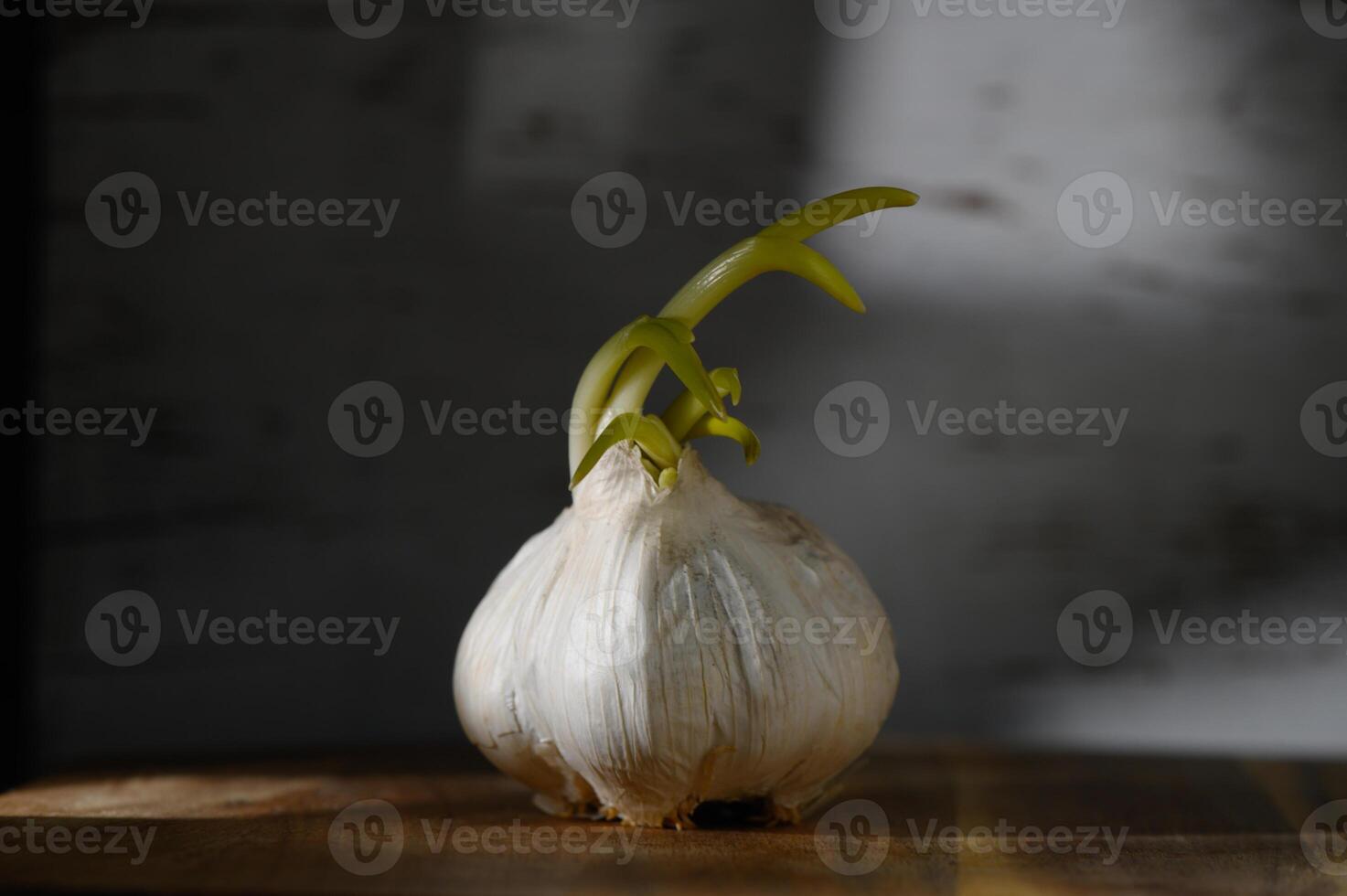 Sprouting garlic bulb casting shadows in a cool kitchen environment at sunset photo