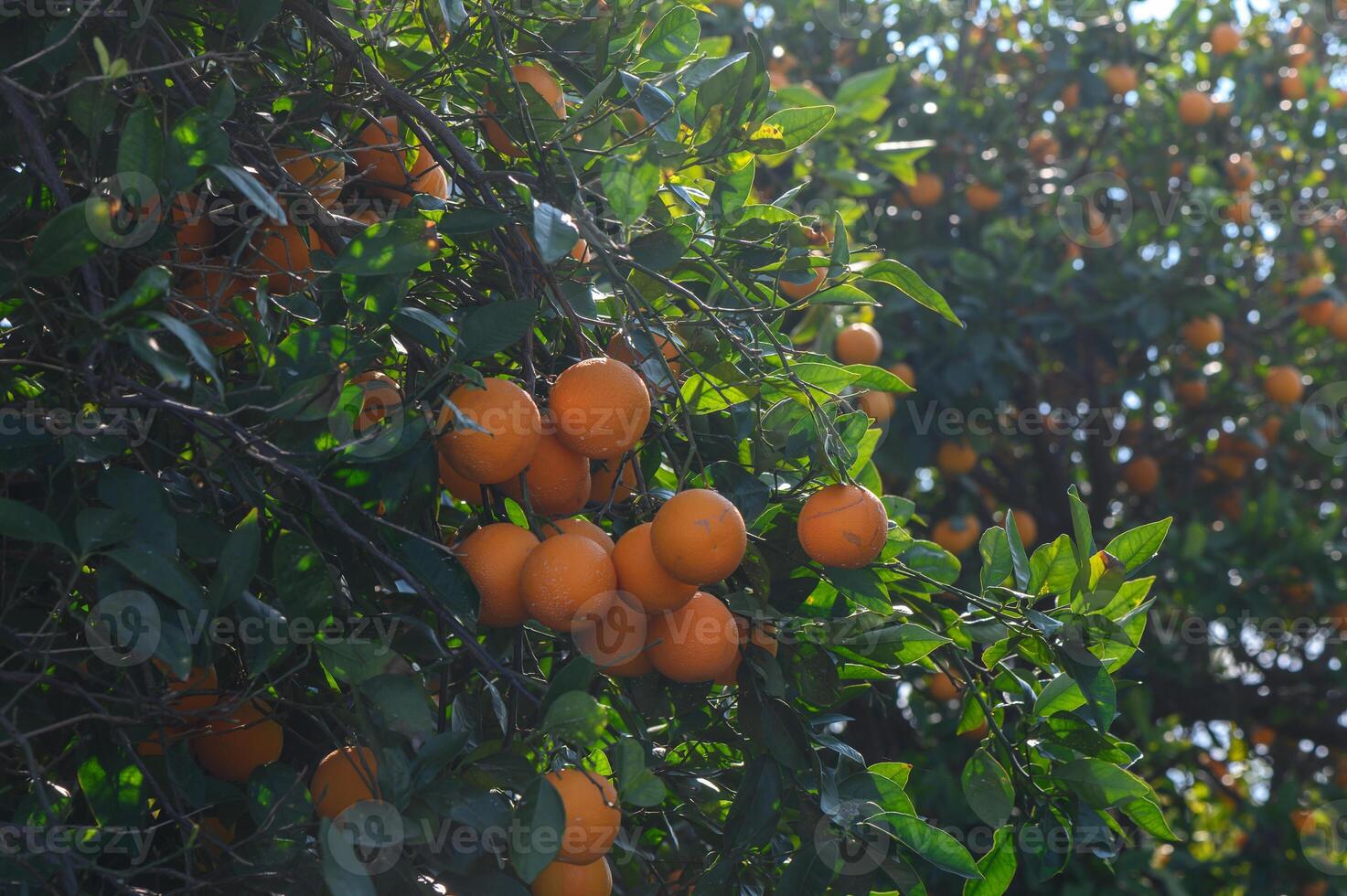 Vibrant orange fruits hang from lush green branches in a sunny orchard filled with life photo
