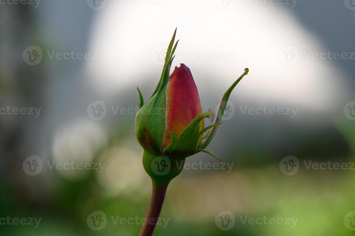 Delicate rosebud emerging in a serene garden on a sunny afternoon photo