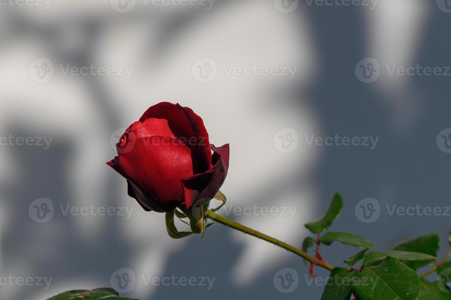 Single red rose blooming gently against a soft shadowed backdrop in bright sunlight photo