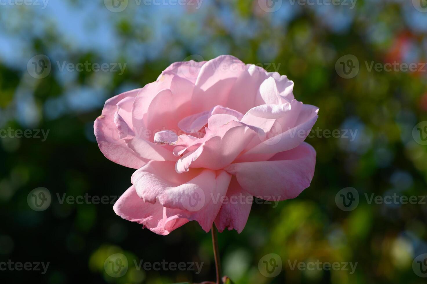 Soft pink rose blooms radiate beauty under a bright blue sky in a sunlit garden setting photo