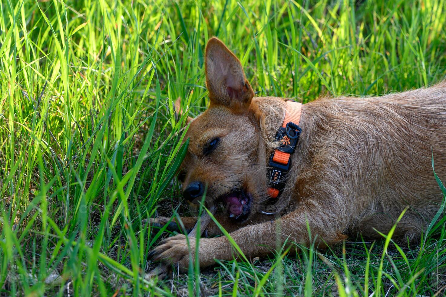 Playful dog enjoying a sunny afternoon in lush green grass while chewing on a stick photo