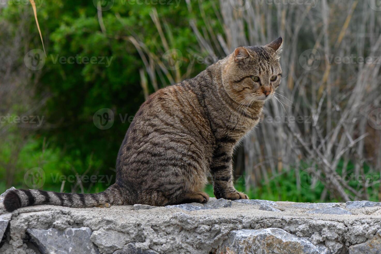 Striped feline relaxes on a stone wall amidst a lush, green backdrop in the early evening light photo