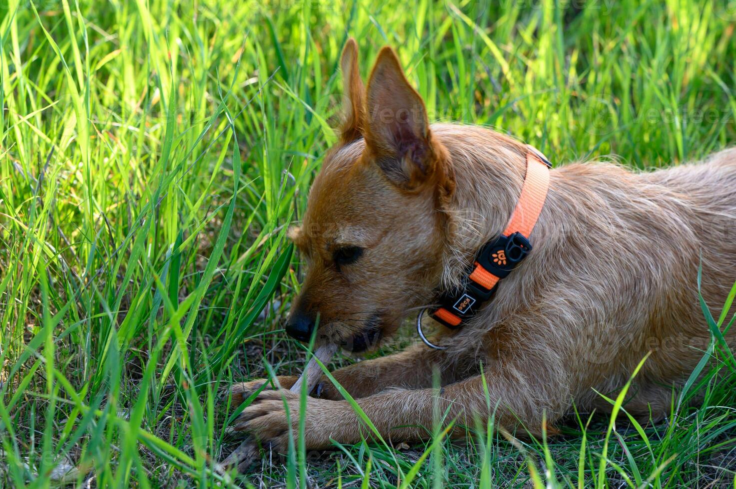 Playful dog explores lush green grass in a sunlit outdoor setting during a warm afternoon photo