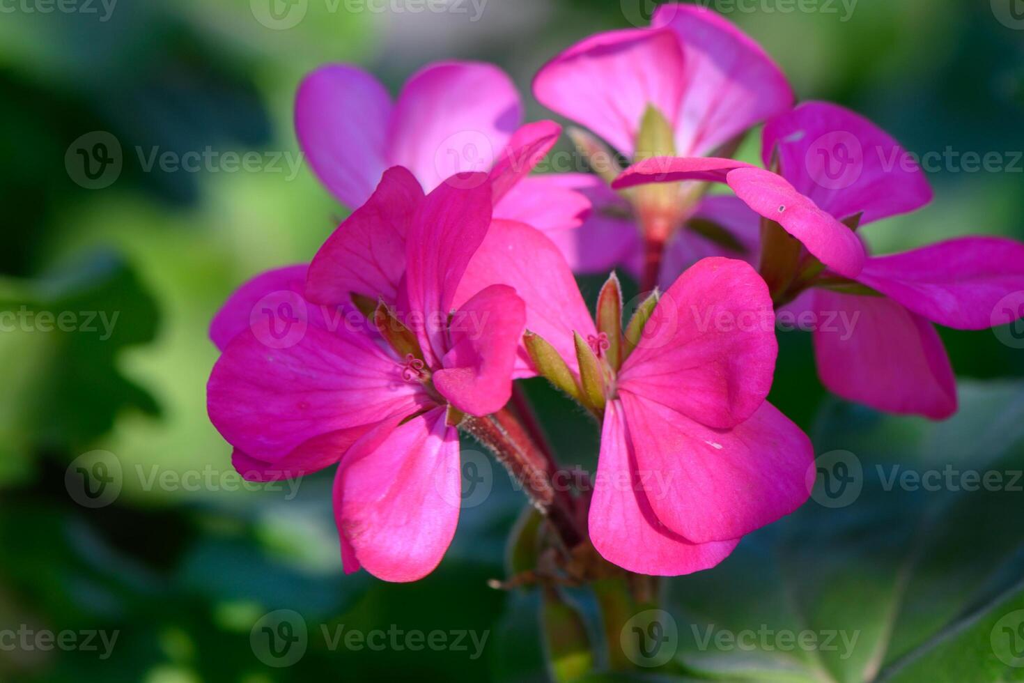 Delicate pink flowers bloom vibrantly in a lush garden during the sunny afternoon light photo