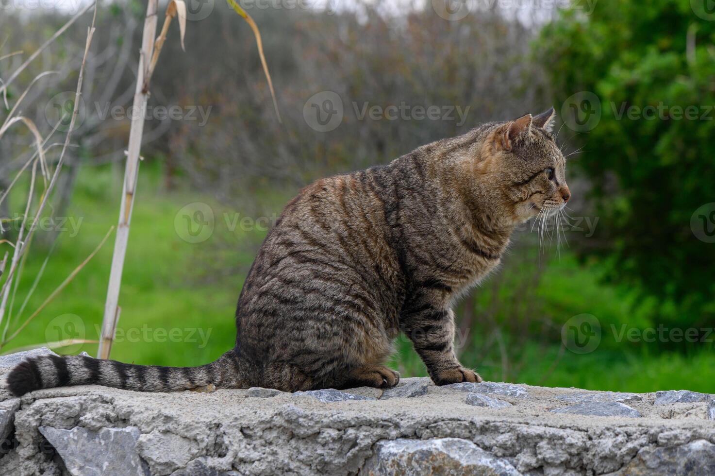 Striped cat perched thoughtfully on stone wall against lush green background in a tranquil setting photo