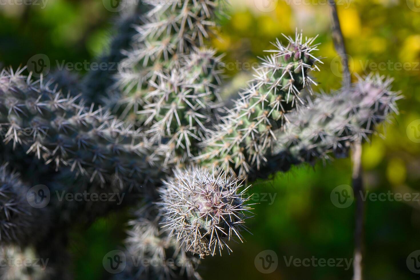 Captivating close-up of a vibrant cactus showcasing intricate spines in a lush garden photo