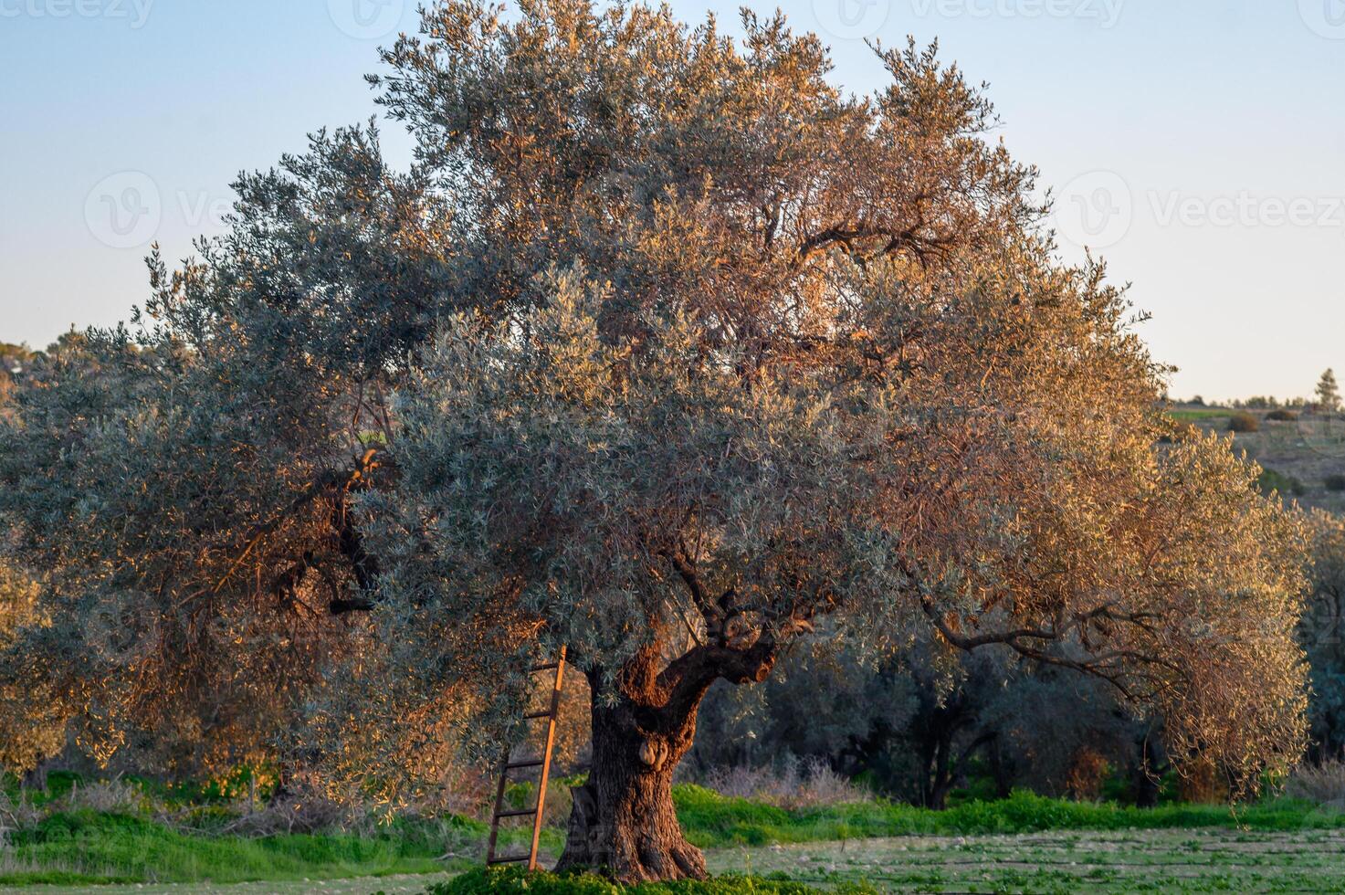 Majestic olive tree stands proudly in the golden light of dusk, a symbol of tradition and resilience photo