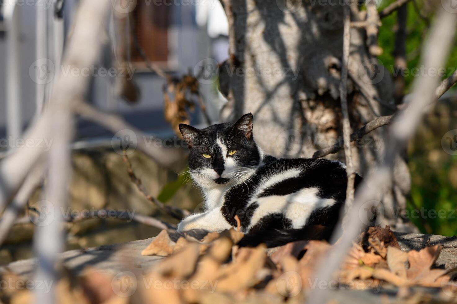 Black and white cat resting under a tree surrounded by fallen leaves on a sunny day photo