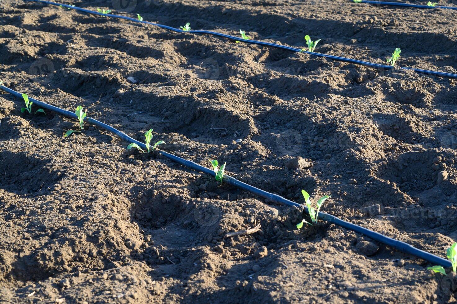 New seedlings thrive in rows of freshly tilled soil under morning sunlight in a rural farming landscape photo