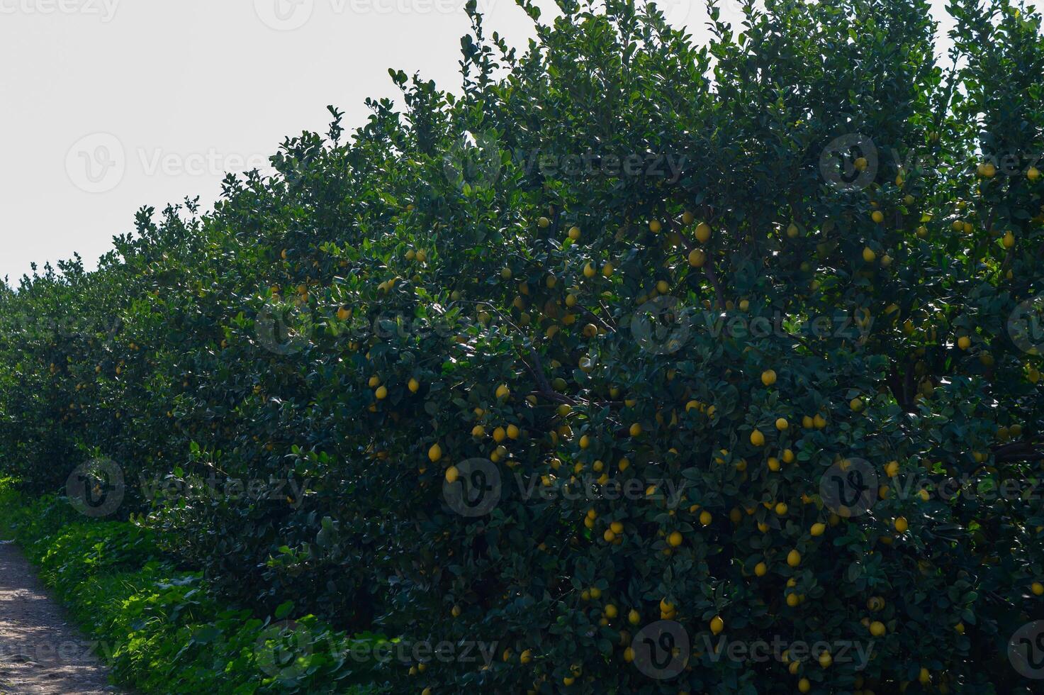Lemon grove shines brightly under the sun, showcasing vibrant yellow fruits in lush green trees photo