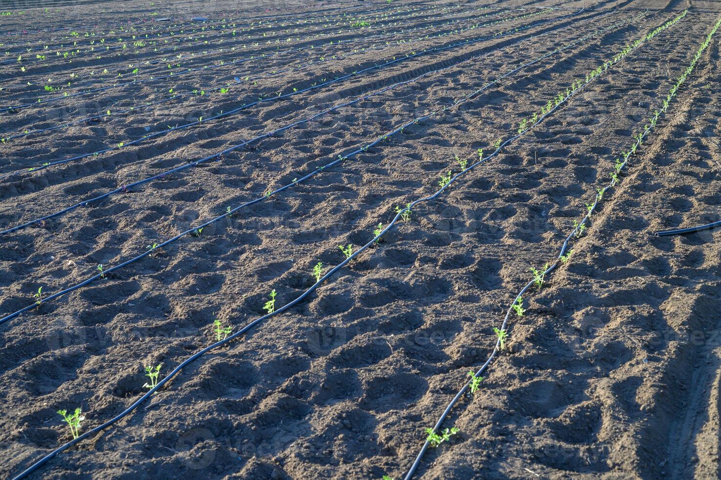 New seedlings thrive in rows on a sunlit farm, showcasing the promise of an abundant harvest photo