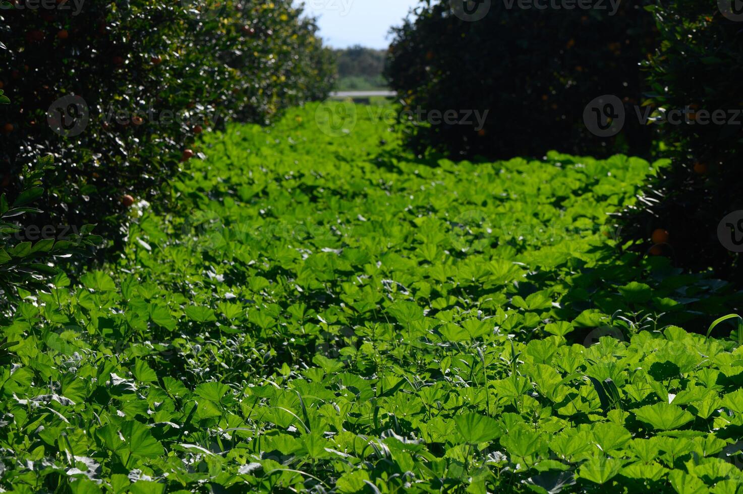 Lush green pathway between citrus trees in a vibrant orchard during sunny daylight hours photo