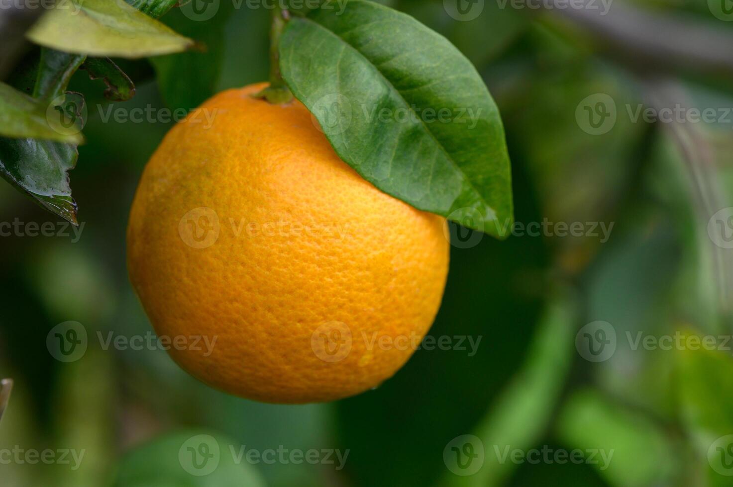 Ripened orange hangs from a lush green tree branch in a sunlit orchard during autumn photo