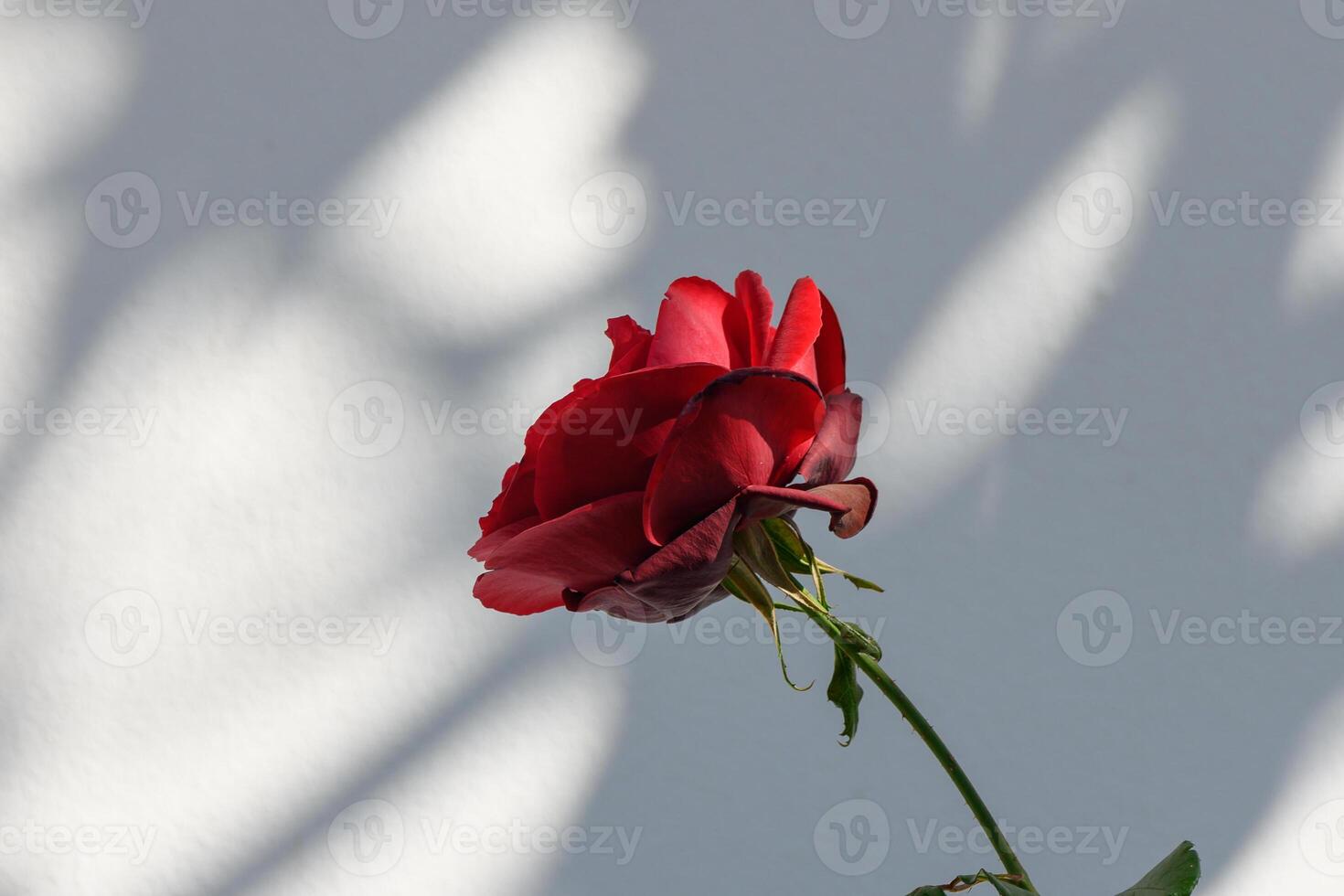 Red rose standing elegantly against a softly lit wall with shadow play photo