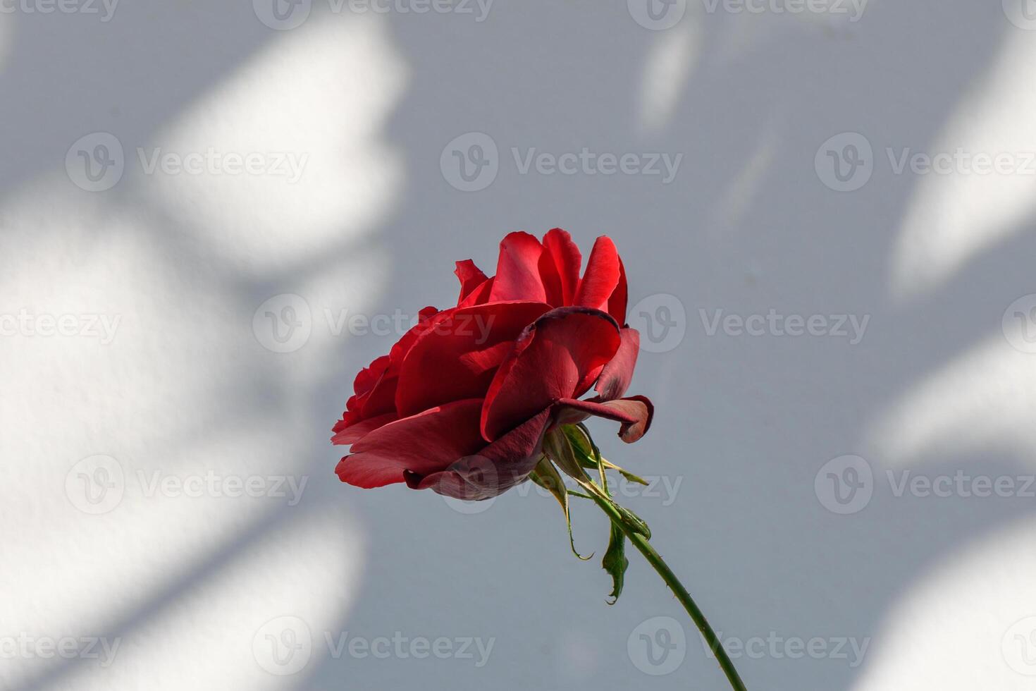 Vibrant red rose blooms gracefully against a soft background highlighting delicate shadows and colors photo