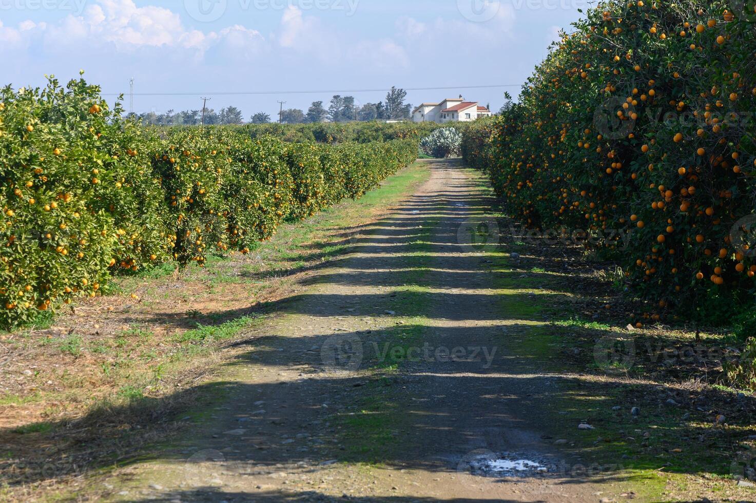 Bright orange trees line a rustic dirt path in a sunlit orchard on a clear day photo